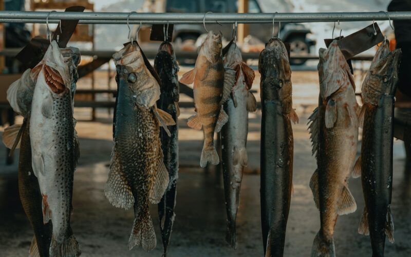 silver fish on gray steel fish rack